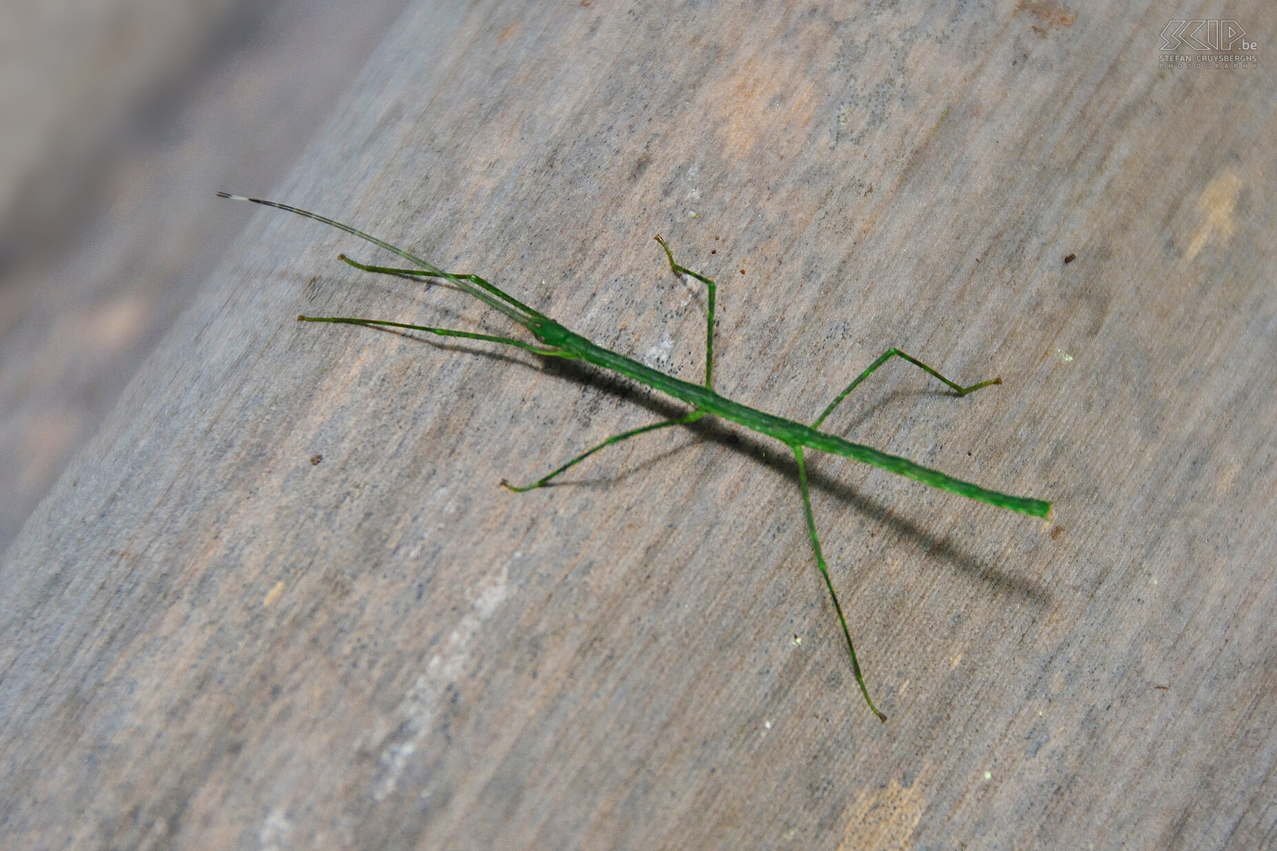 Jungle - Wandelende tak Een wonderlijke wandelende tak (Phasmatodea) in het regenwoud van de Amazone in Ecuador. Stefan Cruysberghs